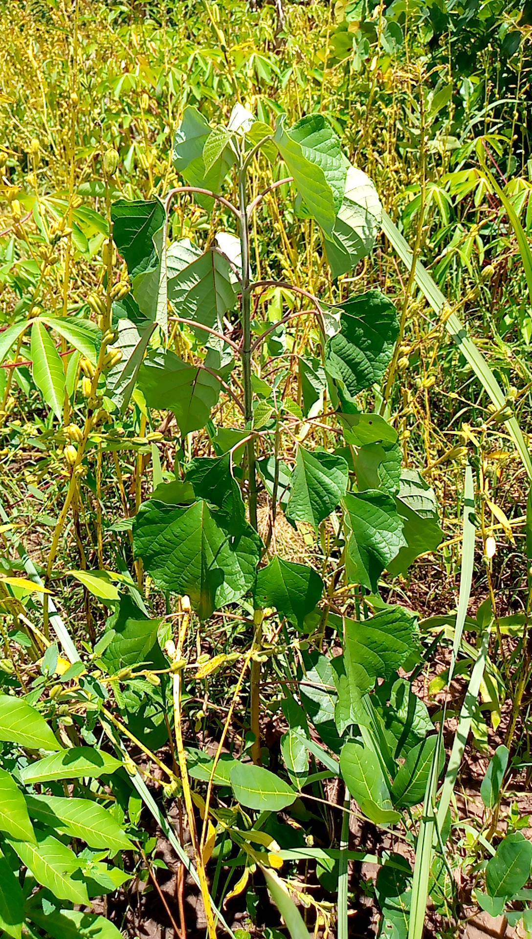 tree