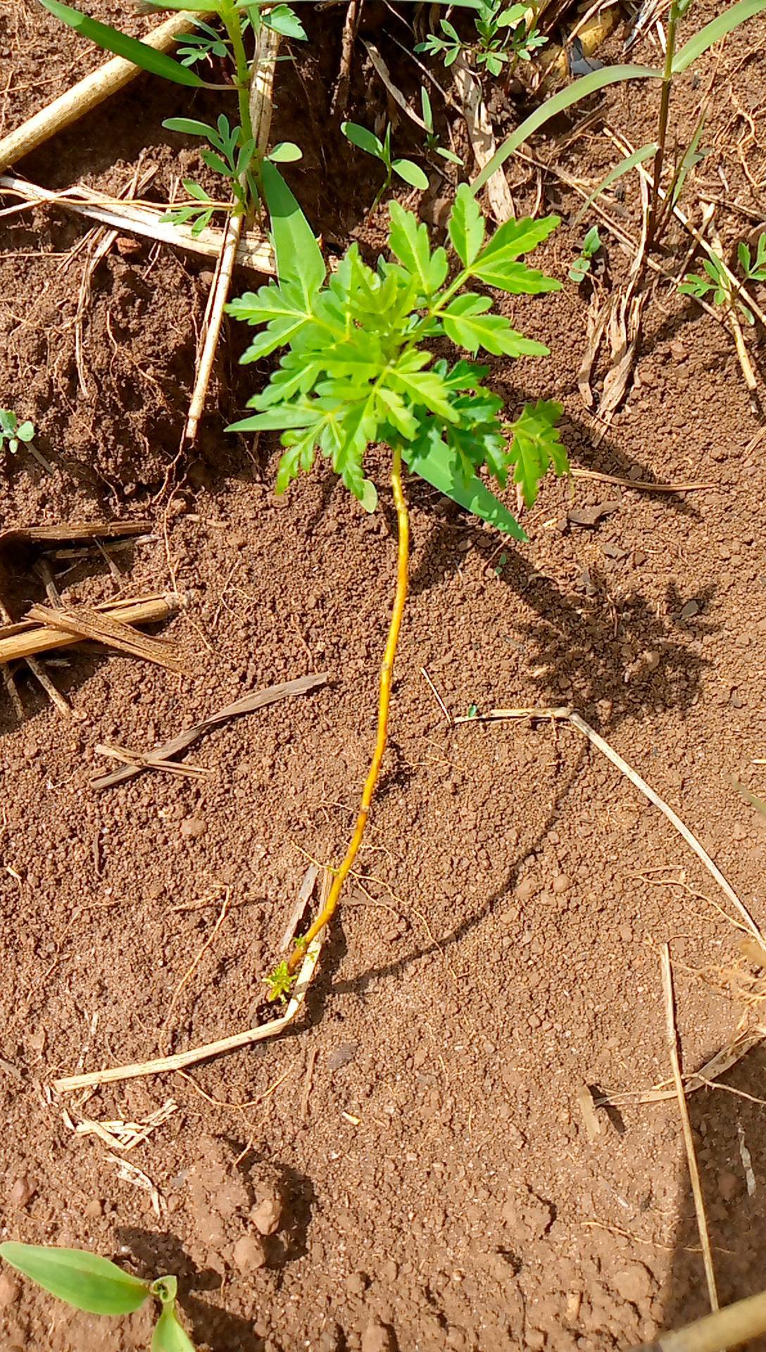 tree