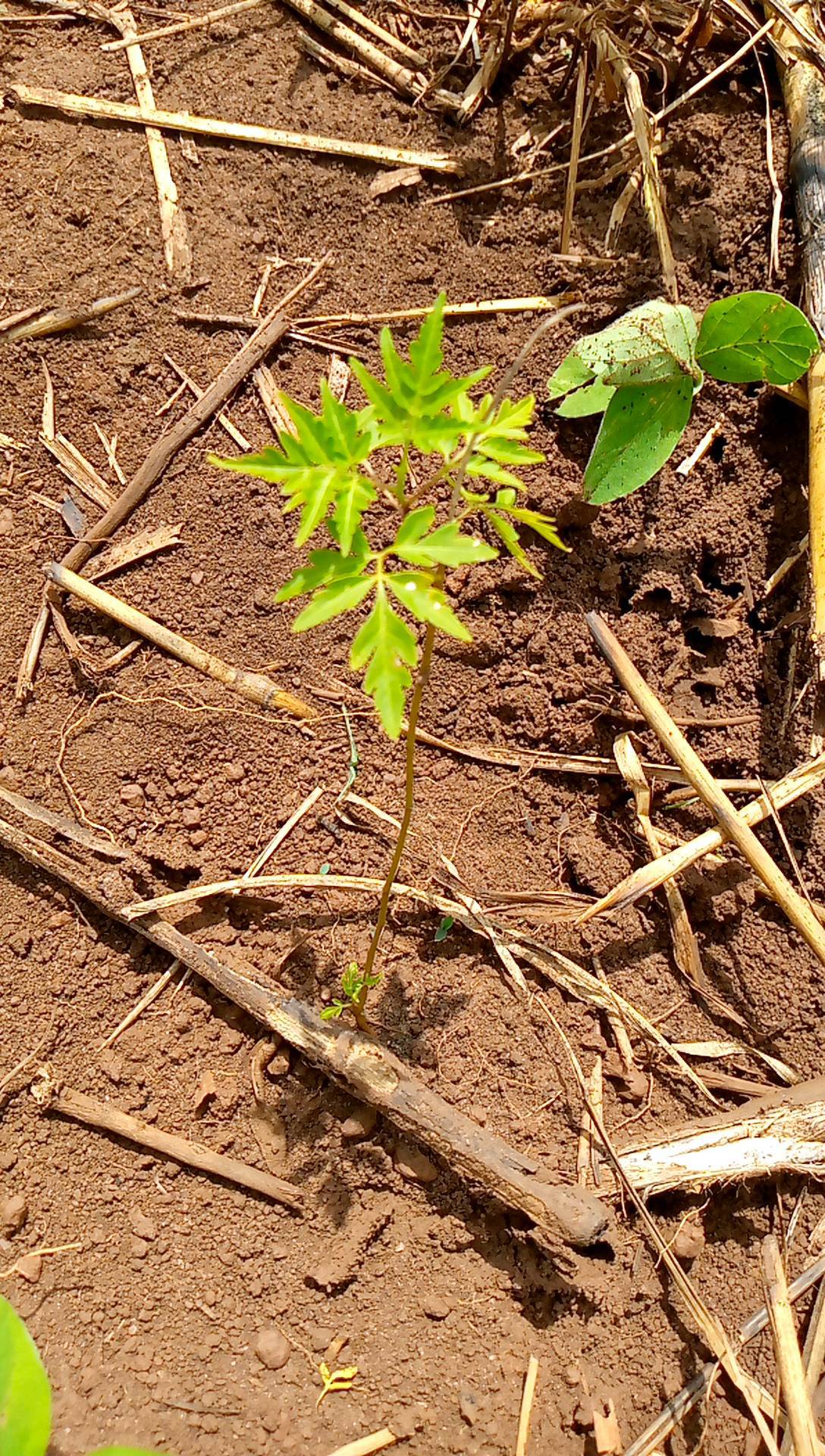 tree