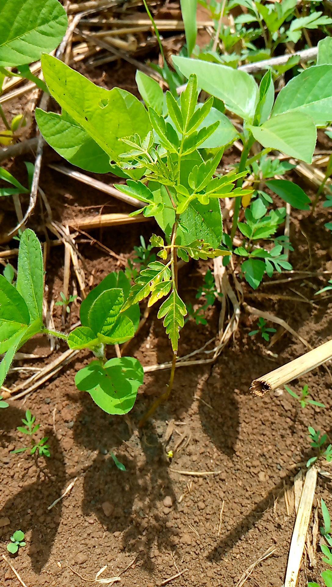 tree