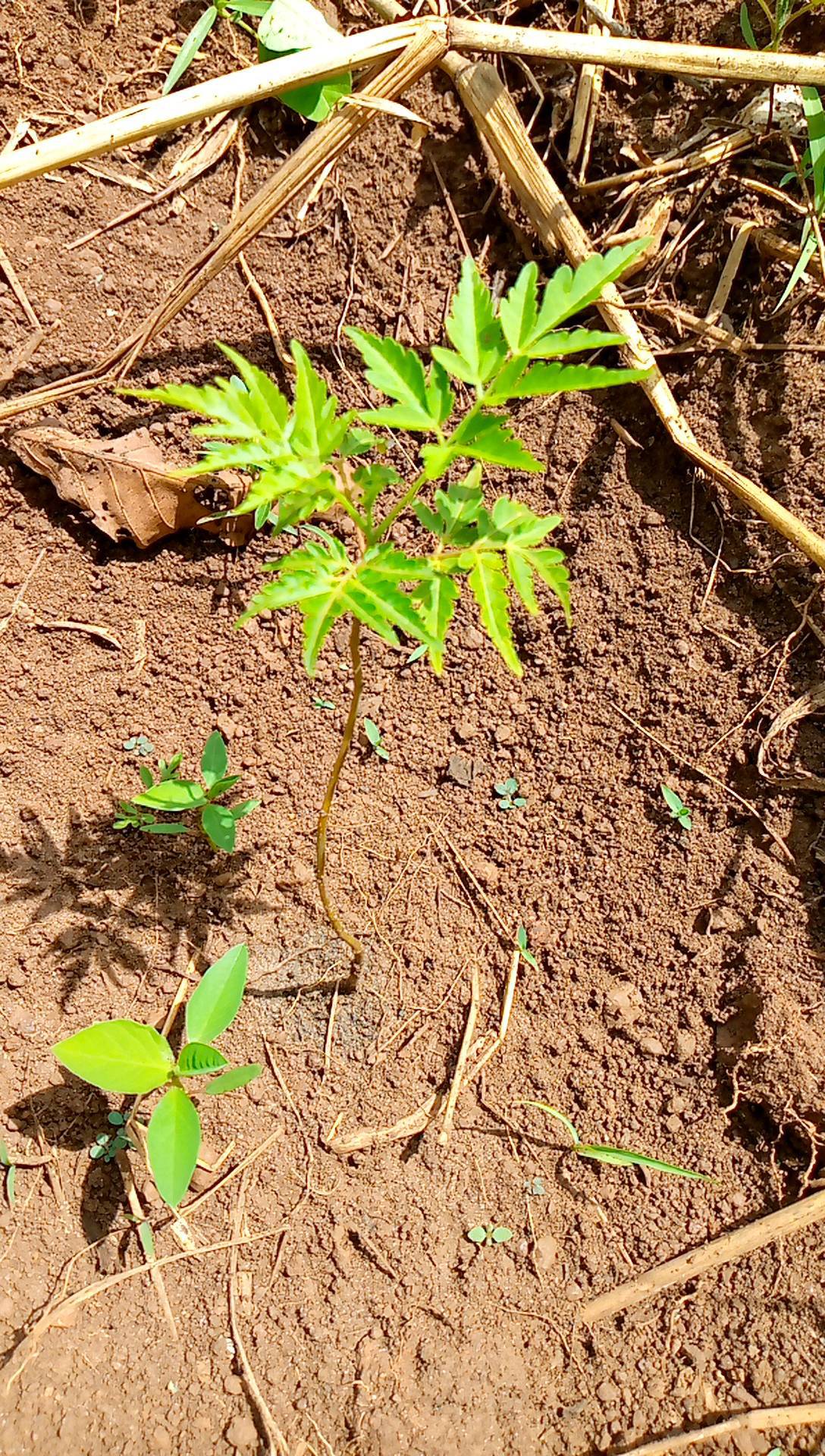 tree