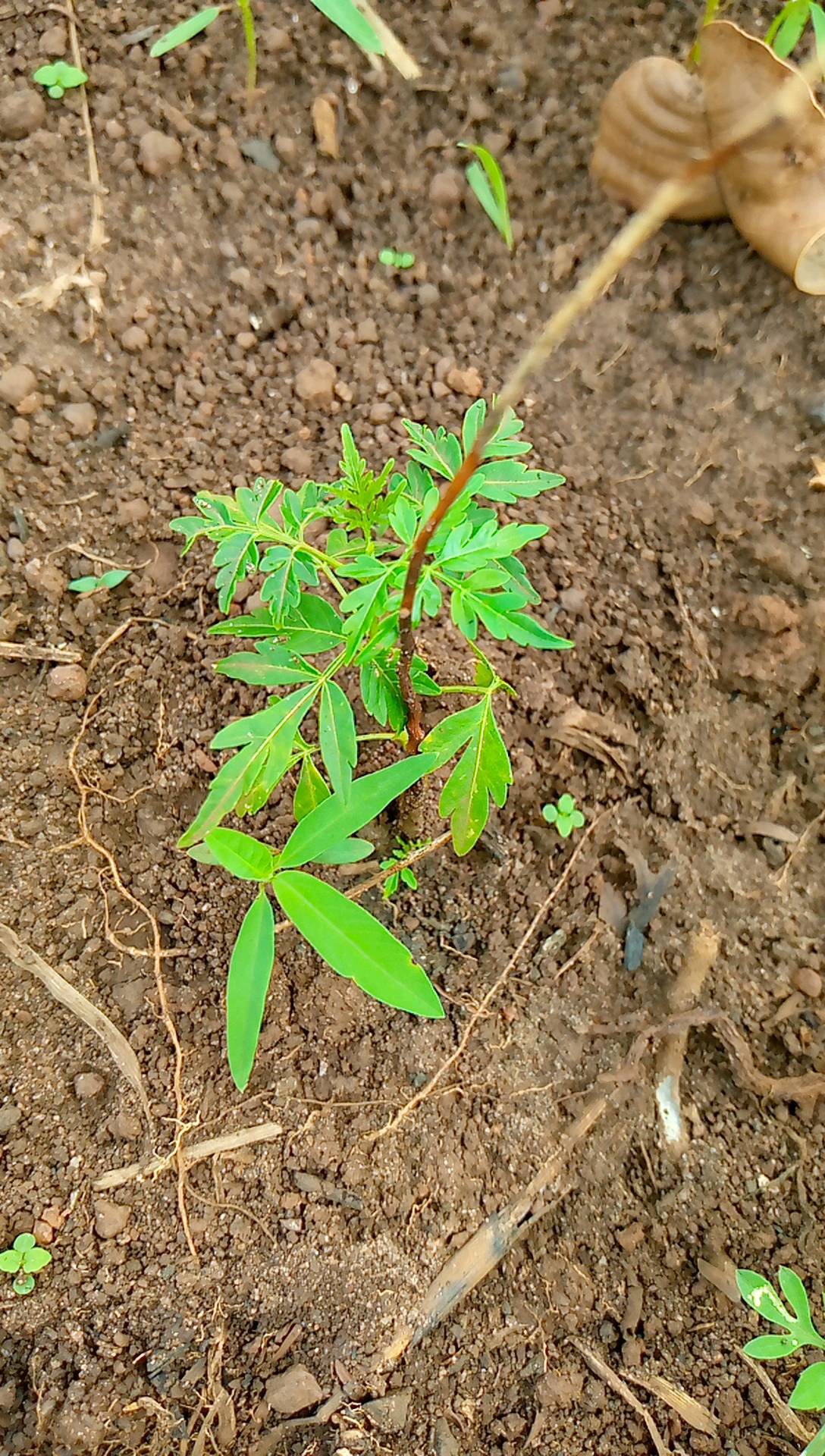 tree