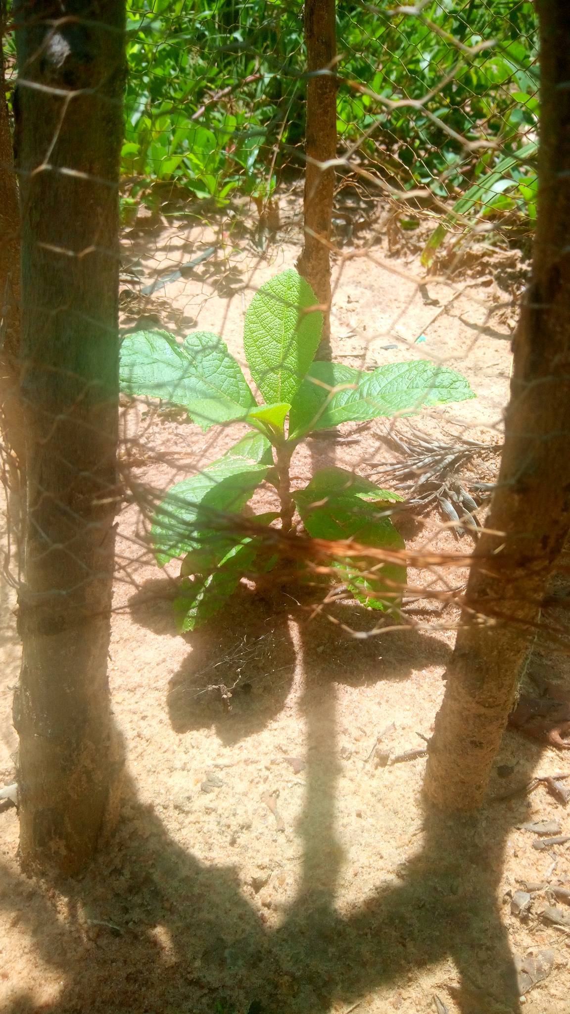 tree