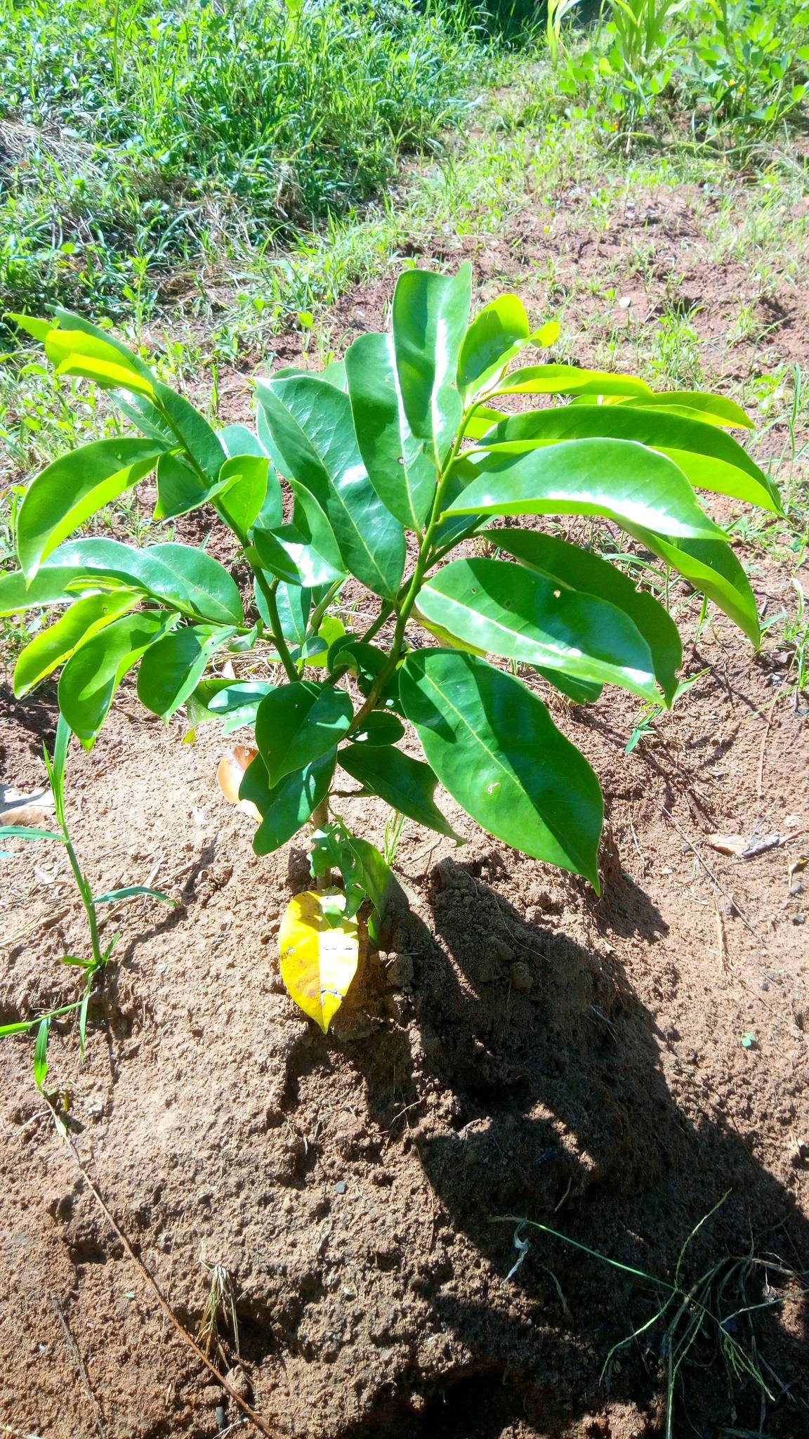 tree