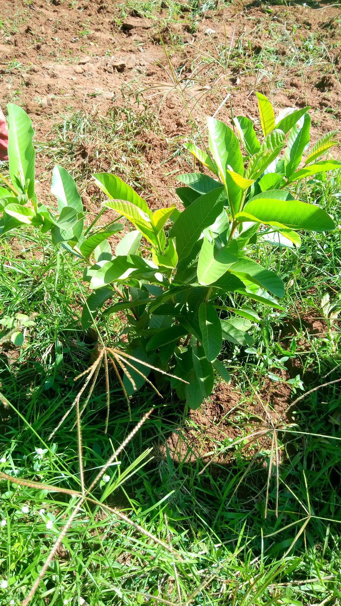 tree
