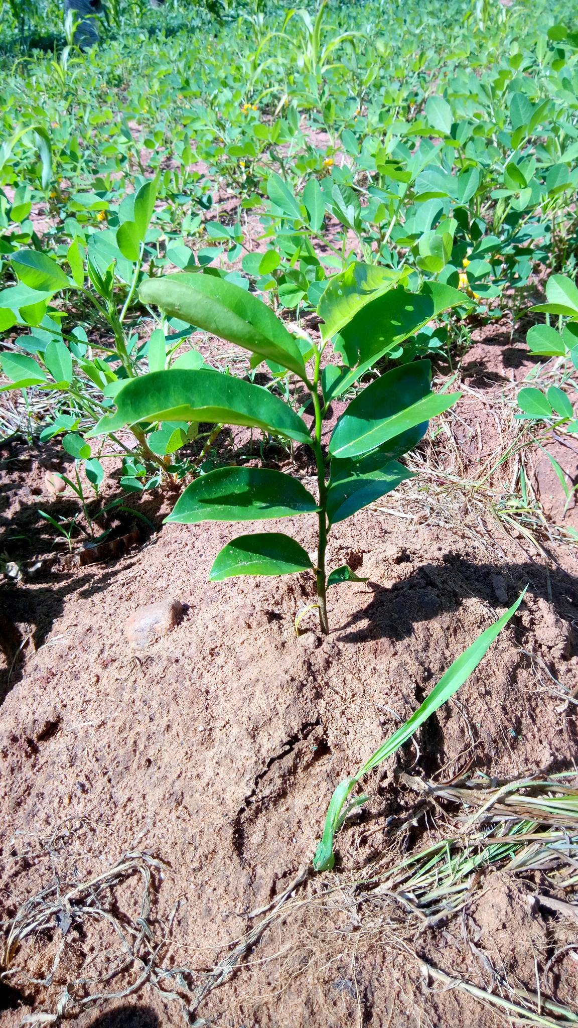 tree