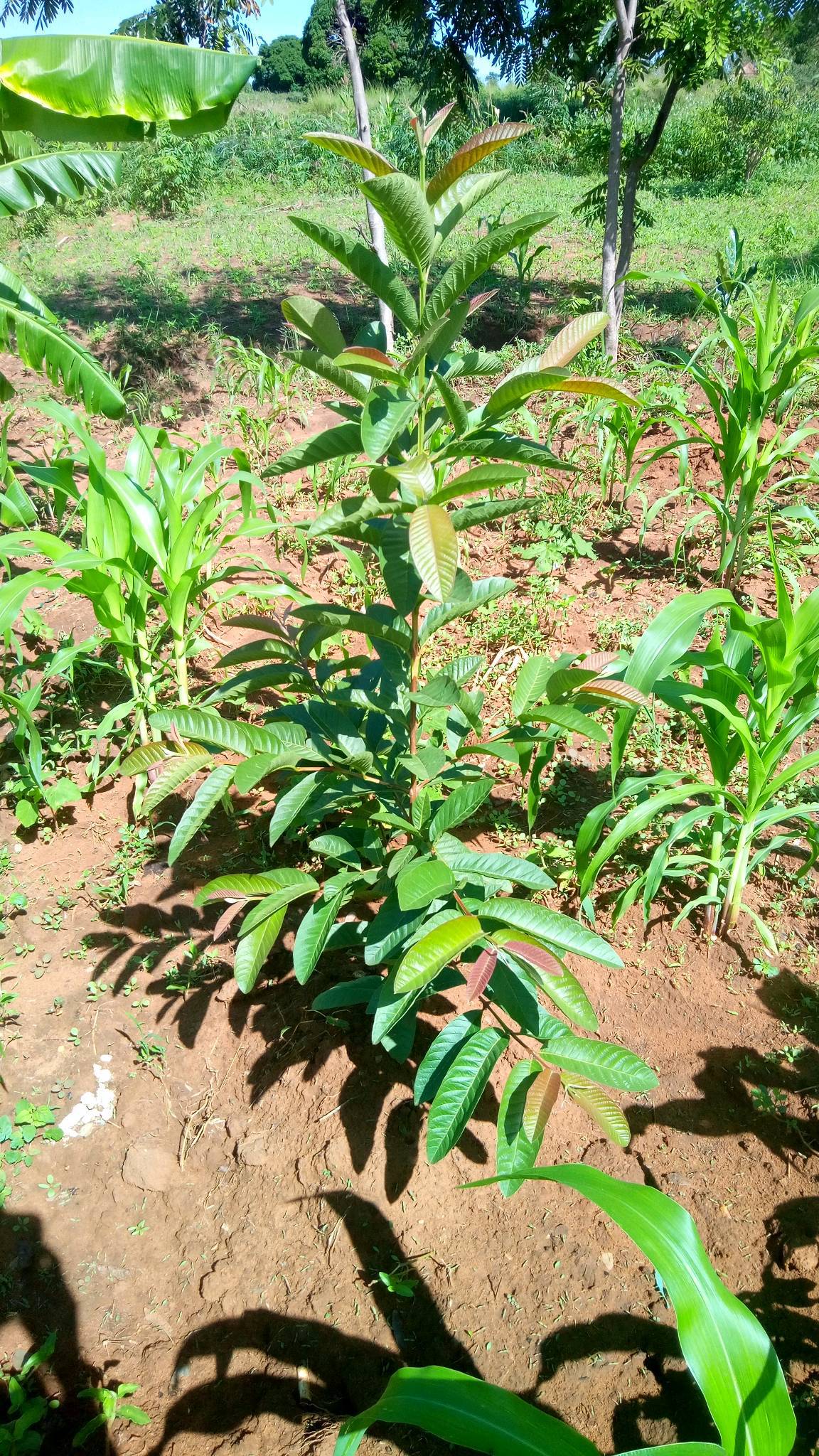 tree