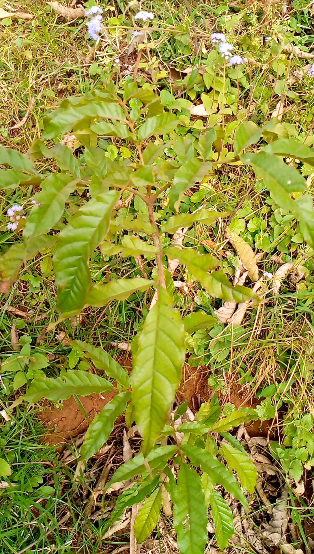 tree