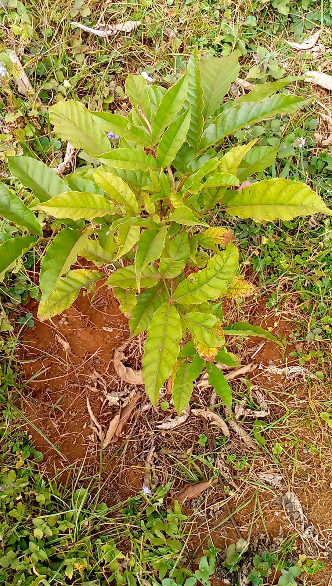 tree