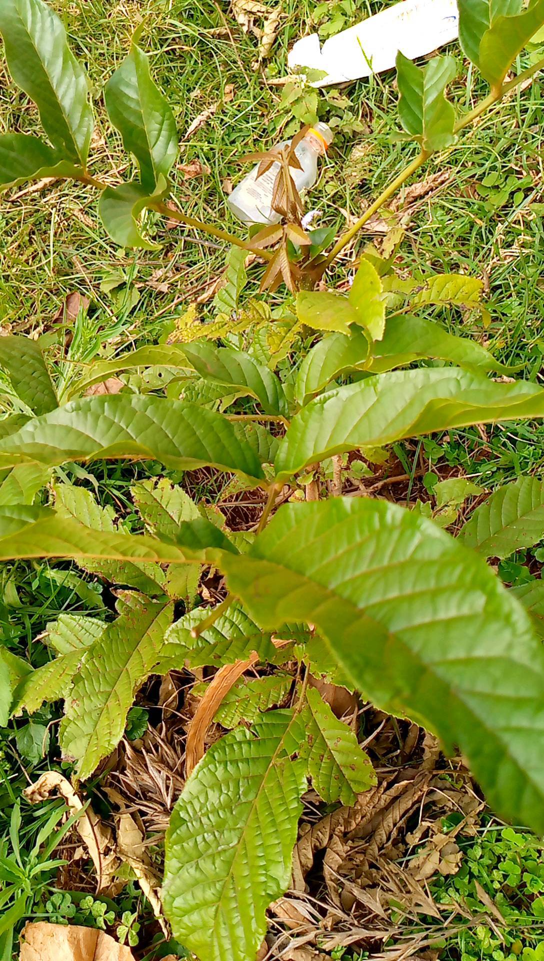 tree