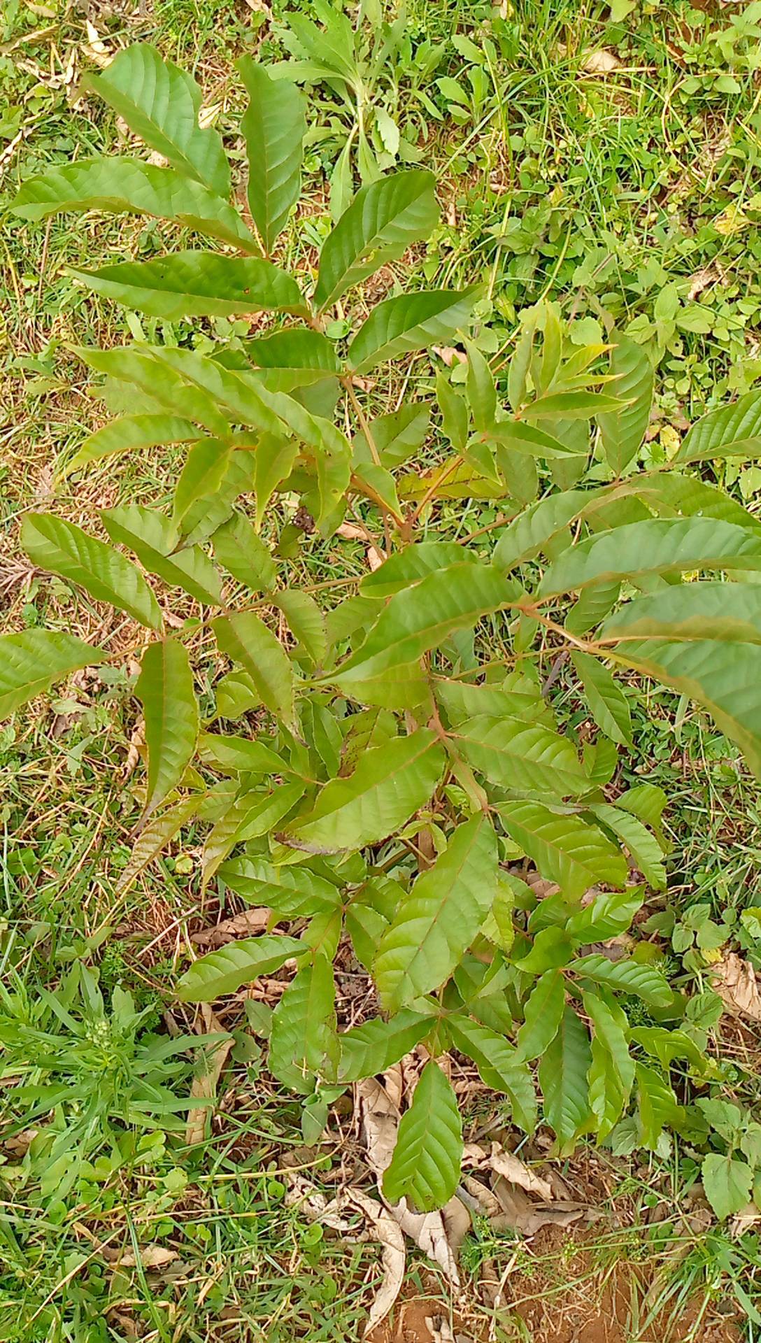 tree