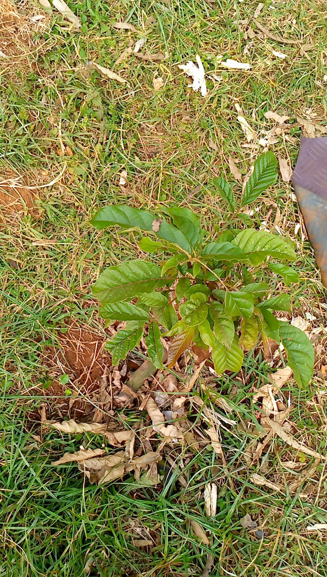 tree