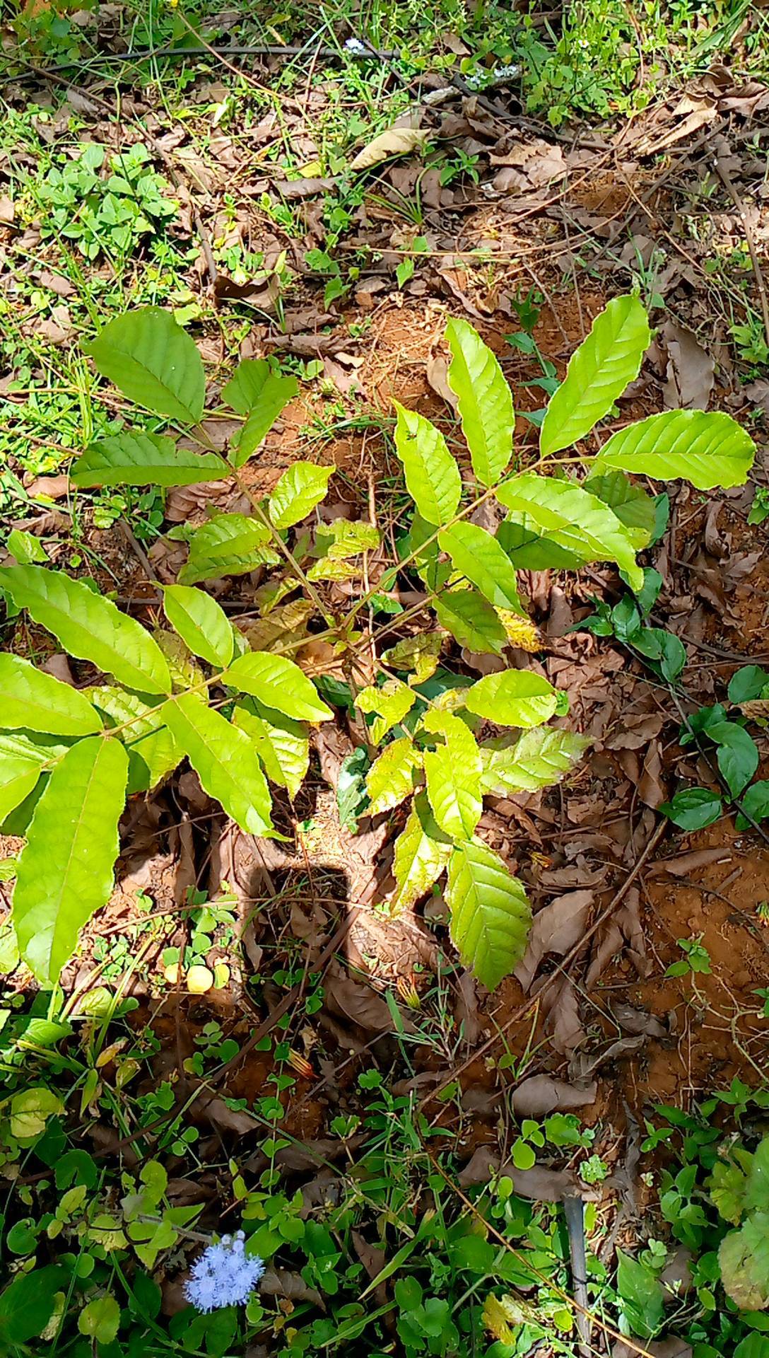 tree