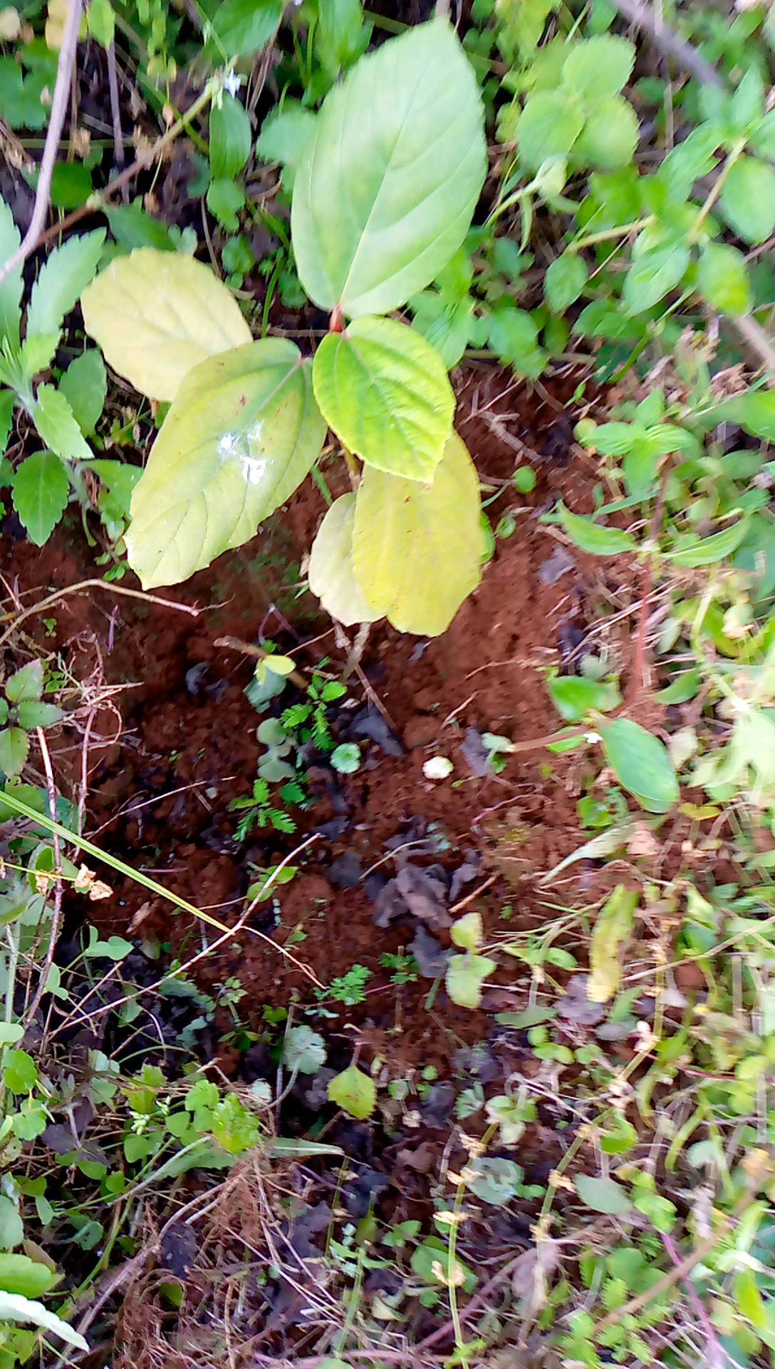 tree