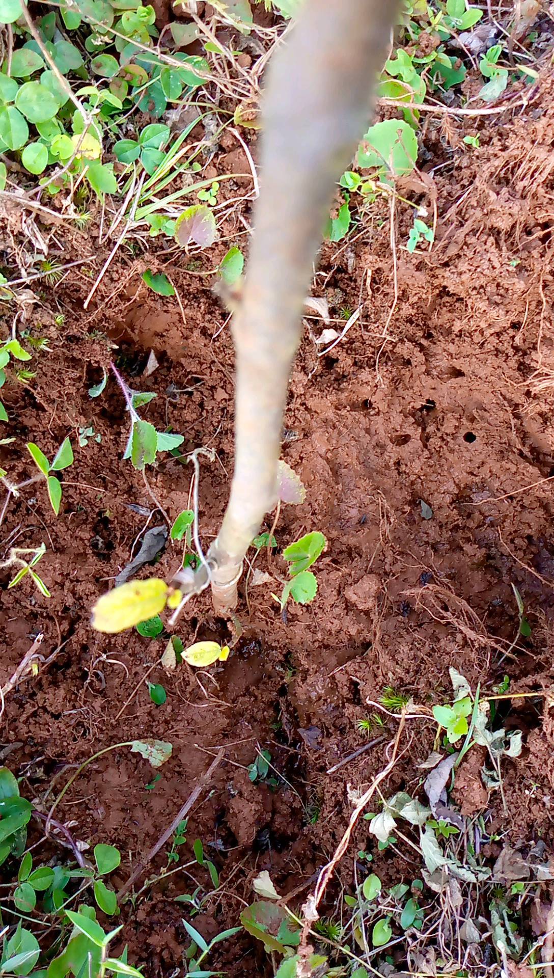 tree