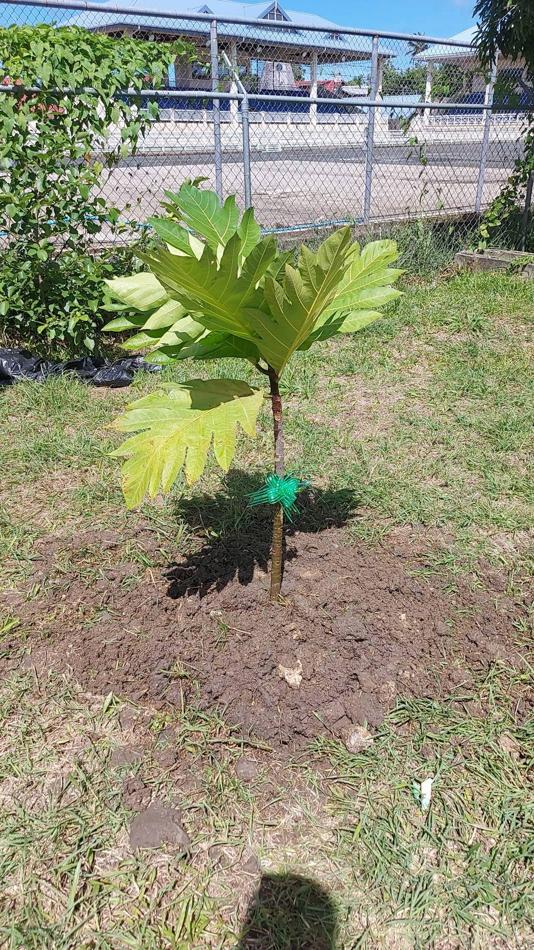 tree