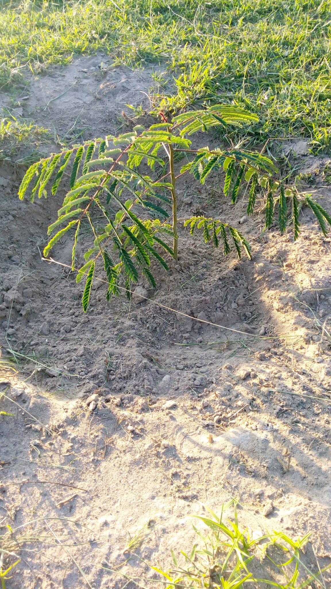tree