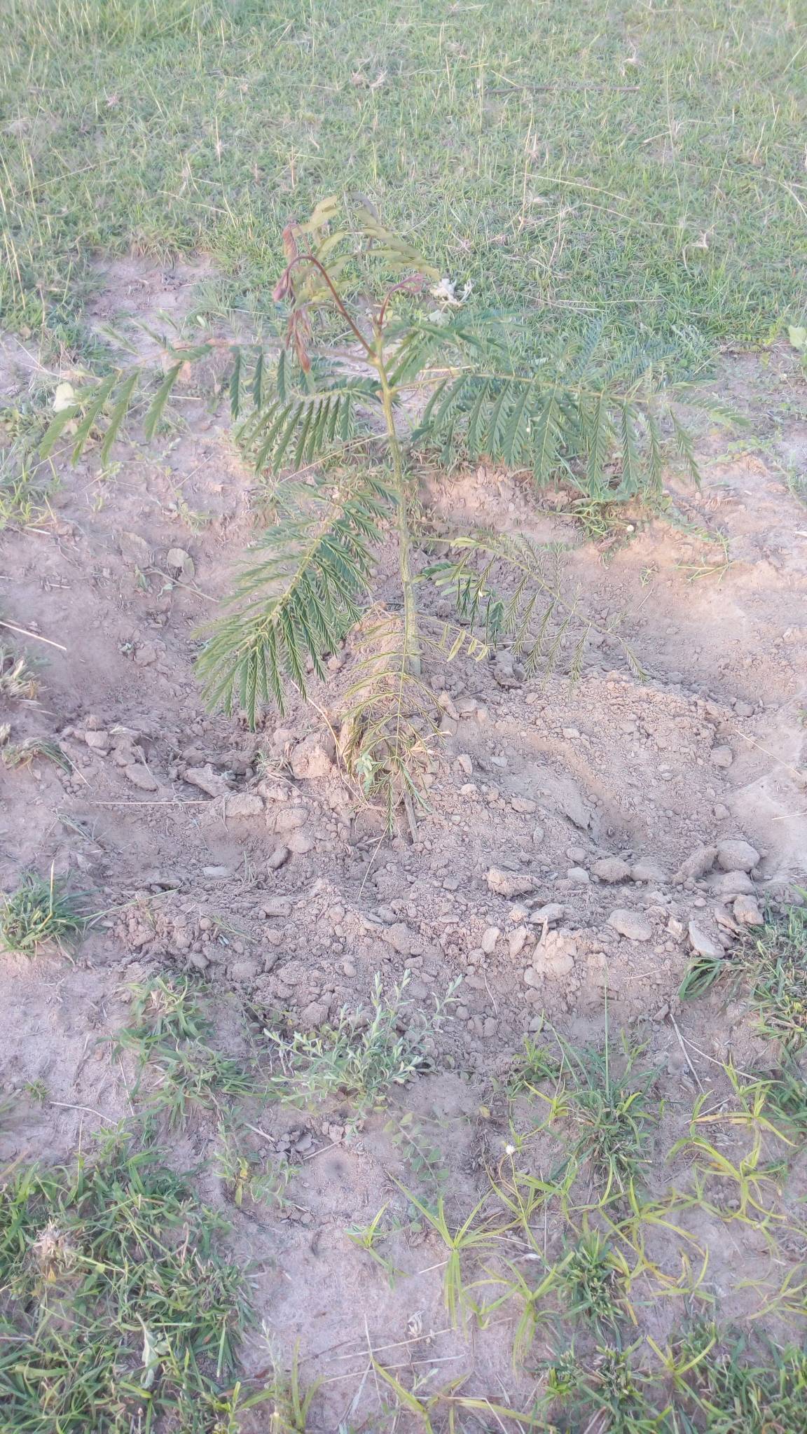 tree