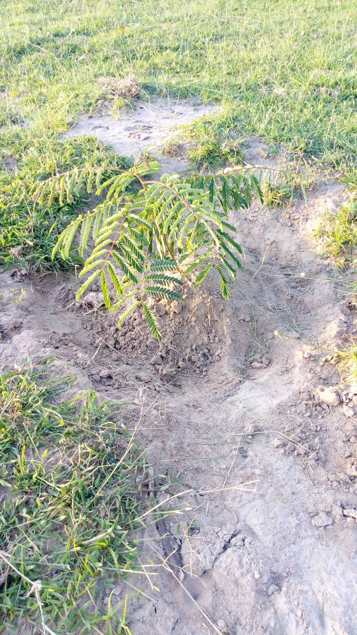 tree