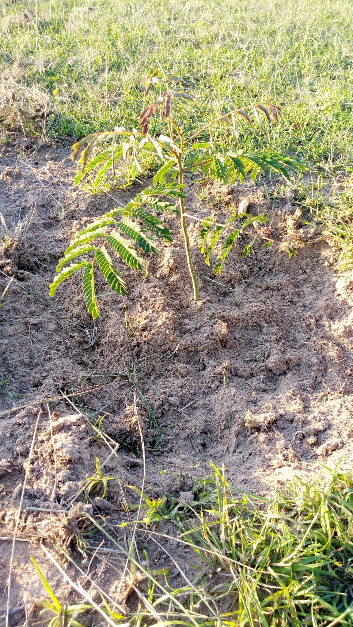 tree