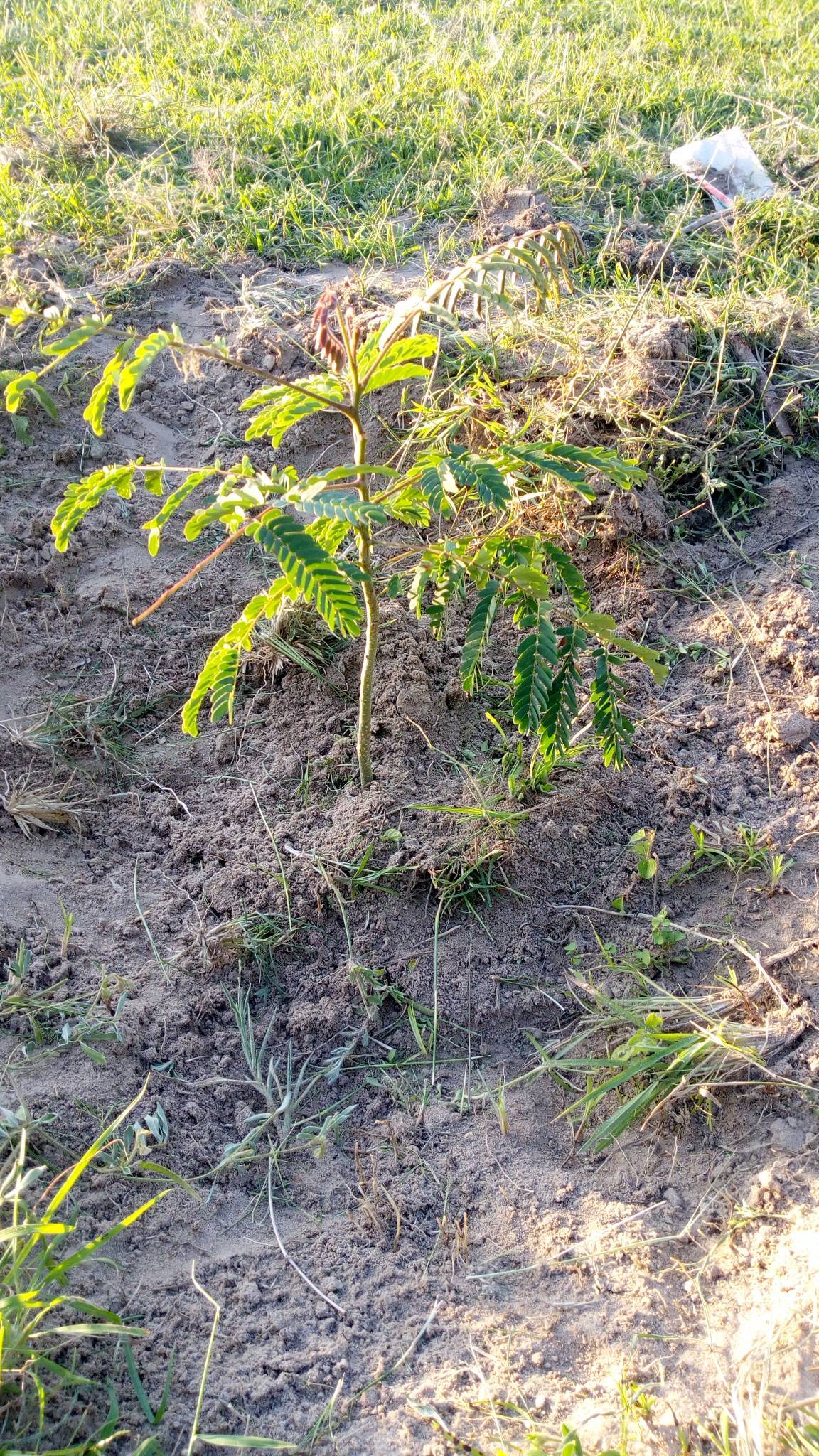 tree