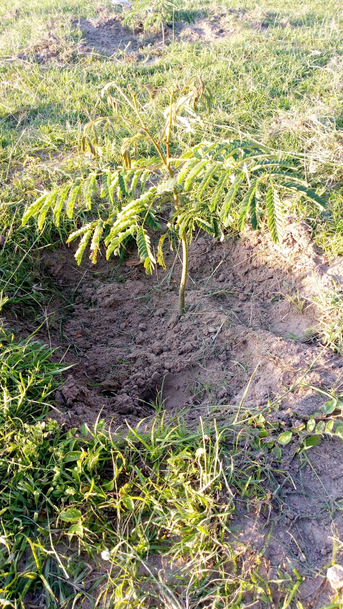 tree