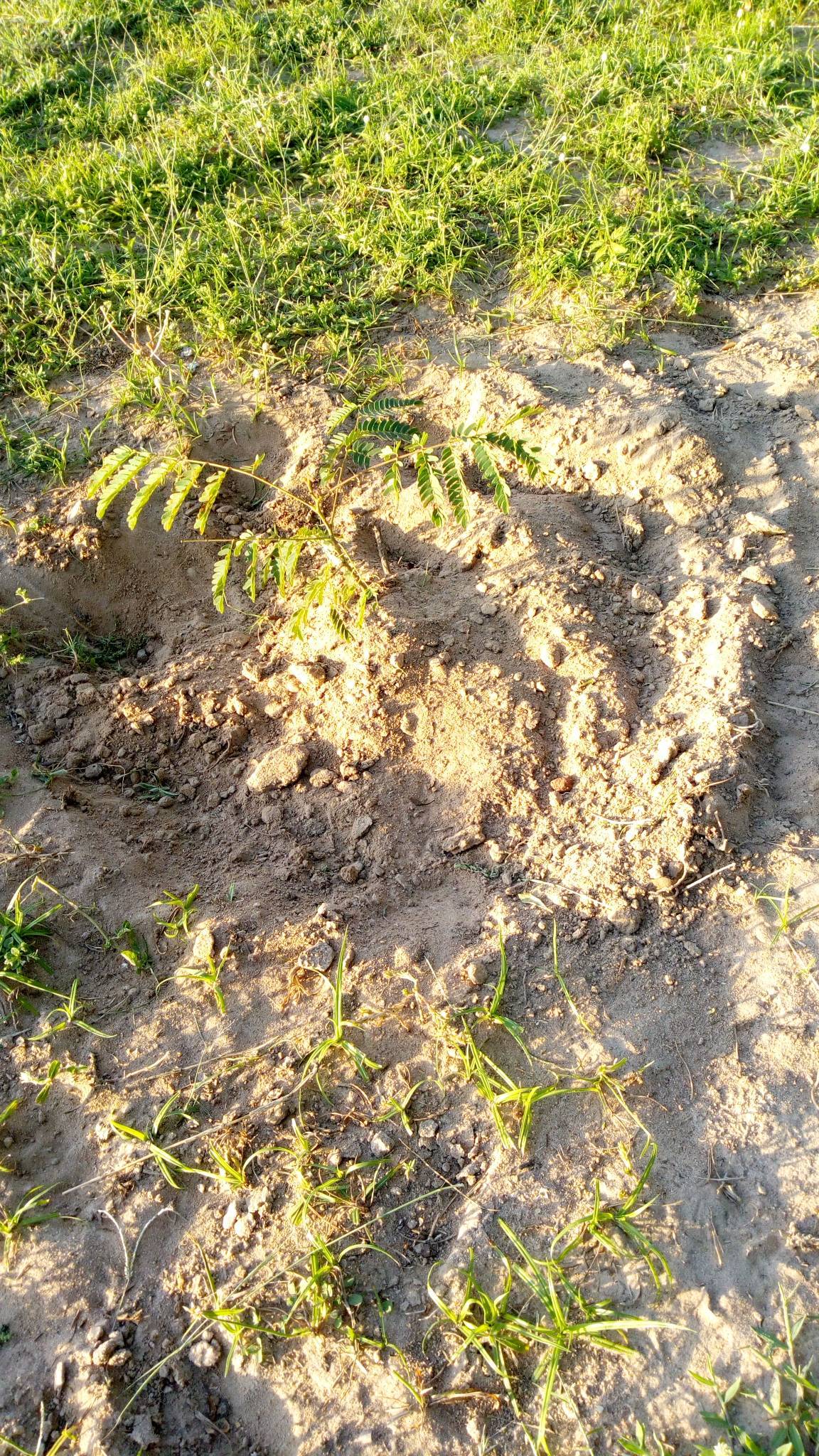 tree