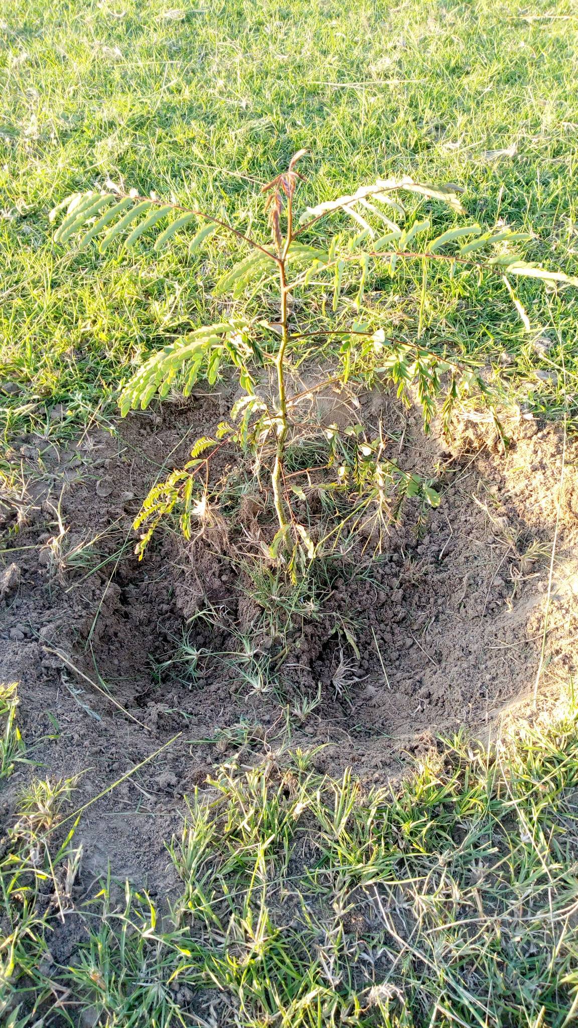 tree