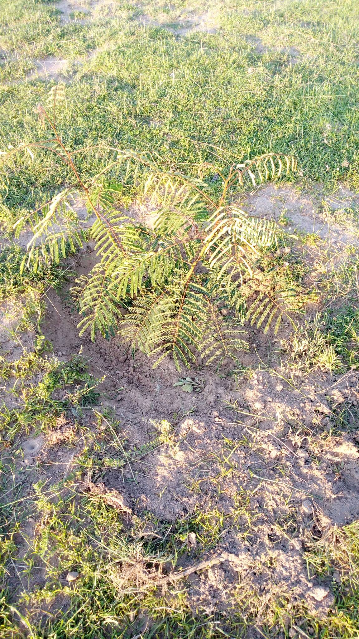 tree
