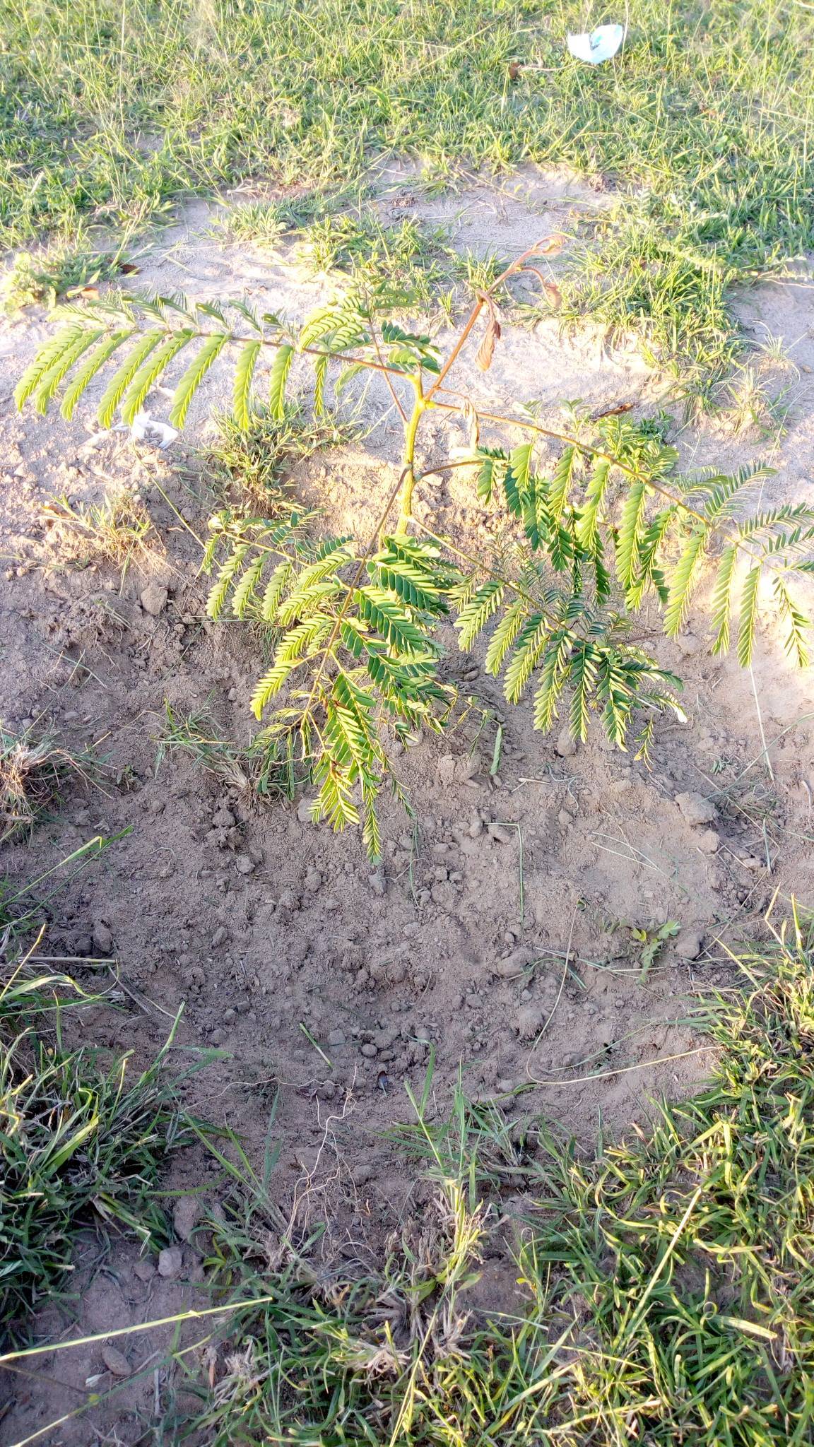 tree