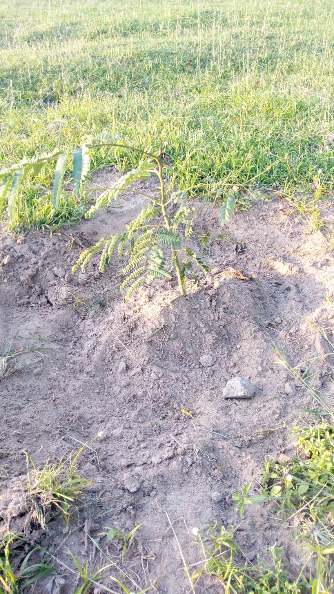 tree