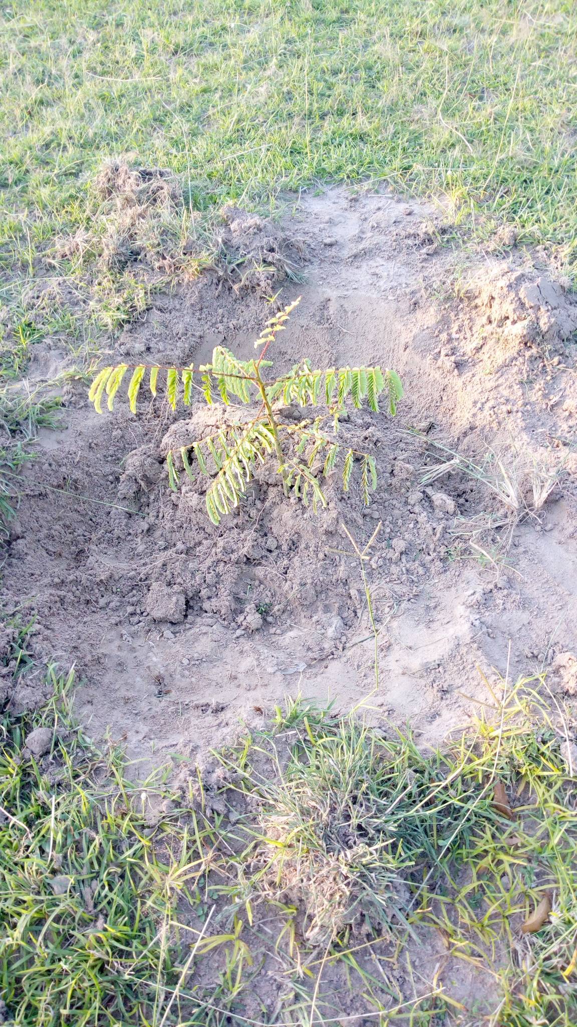 tree
