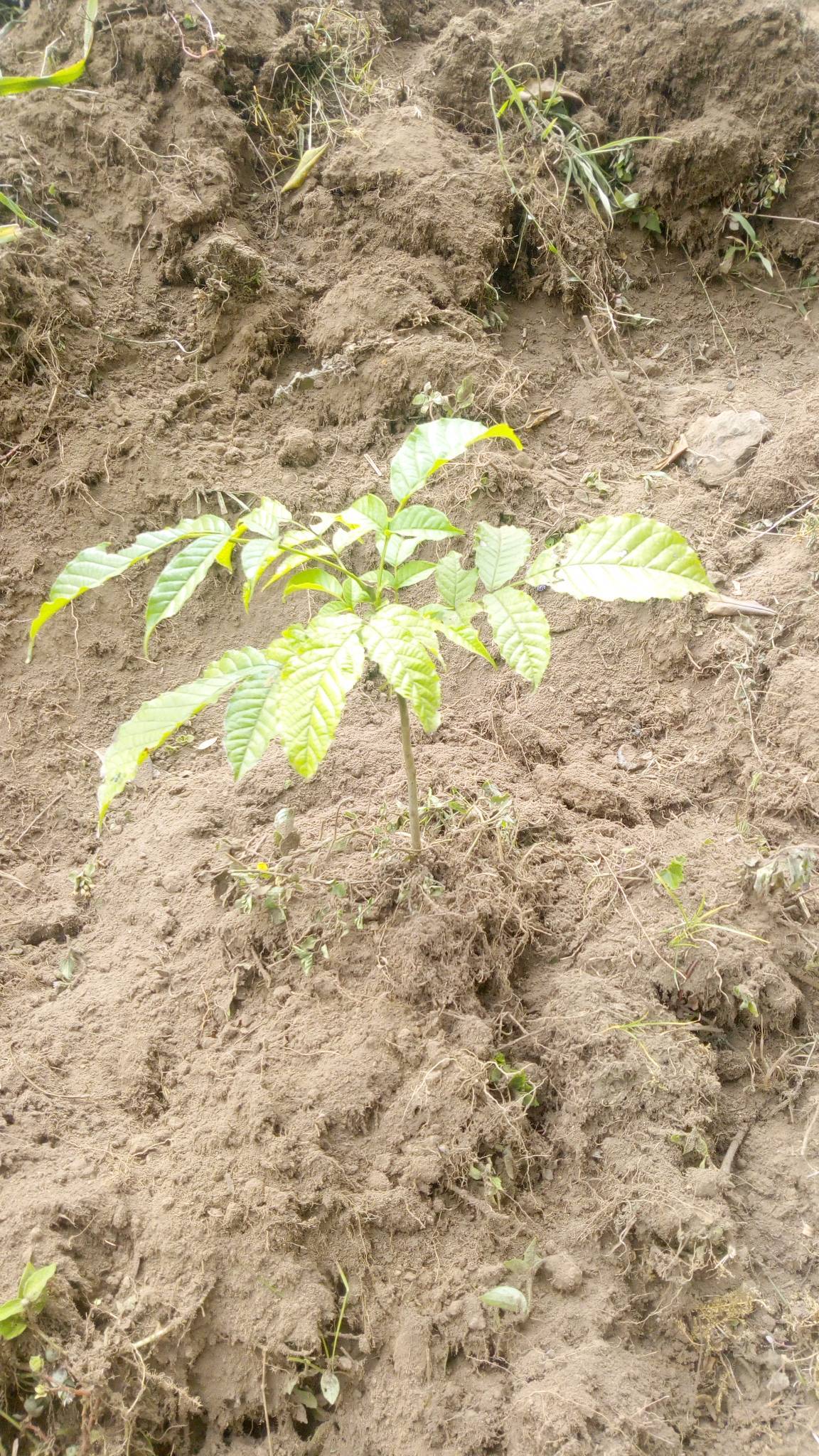 tree
