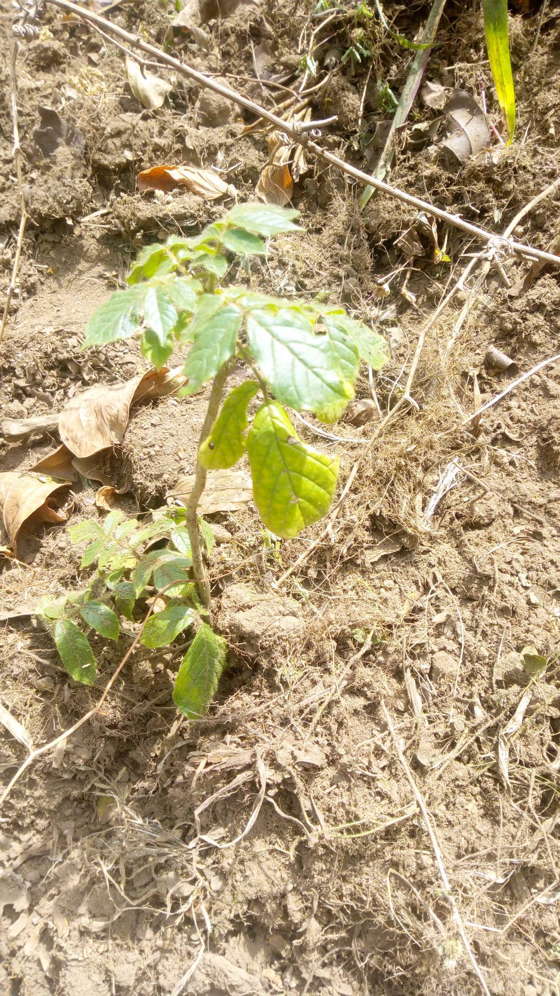 tree