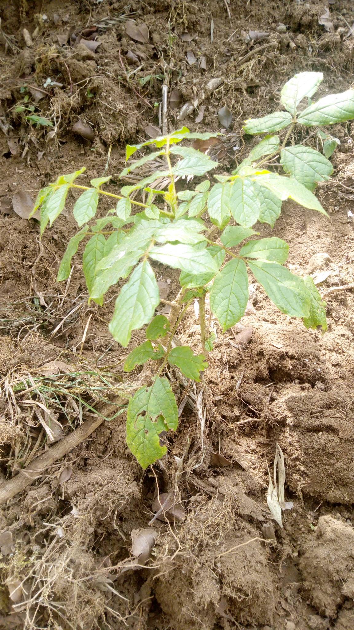 tree