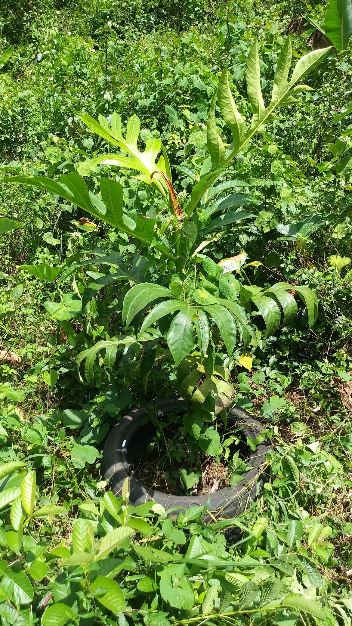 tree