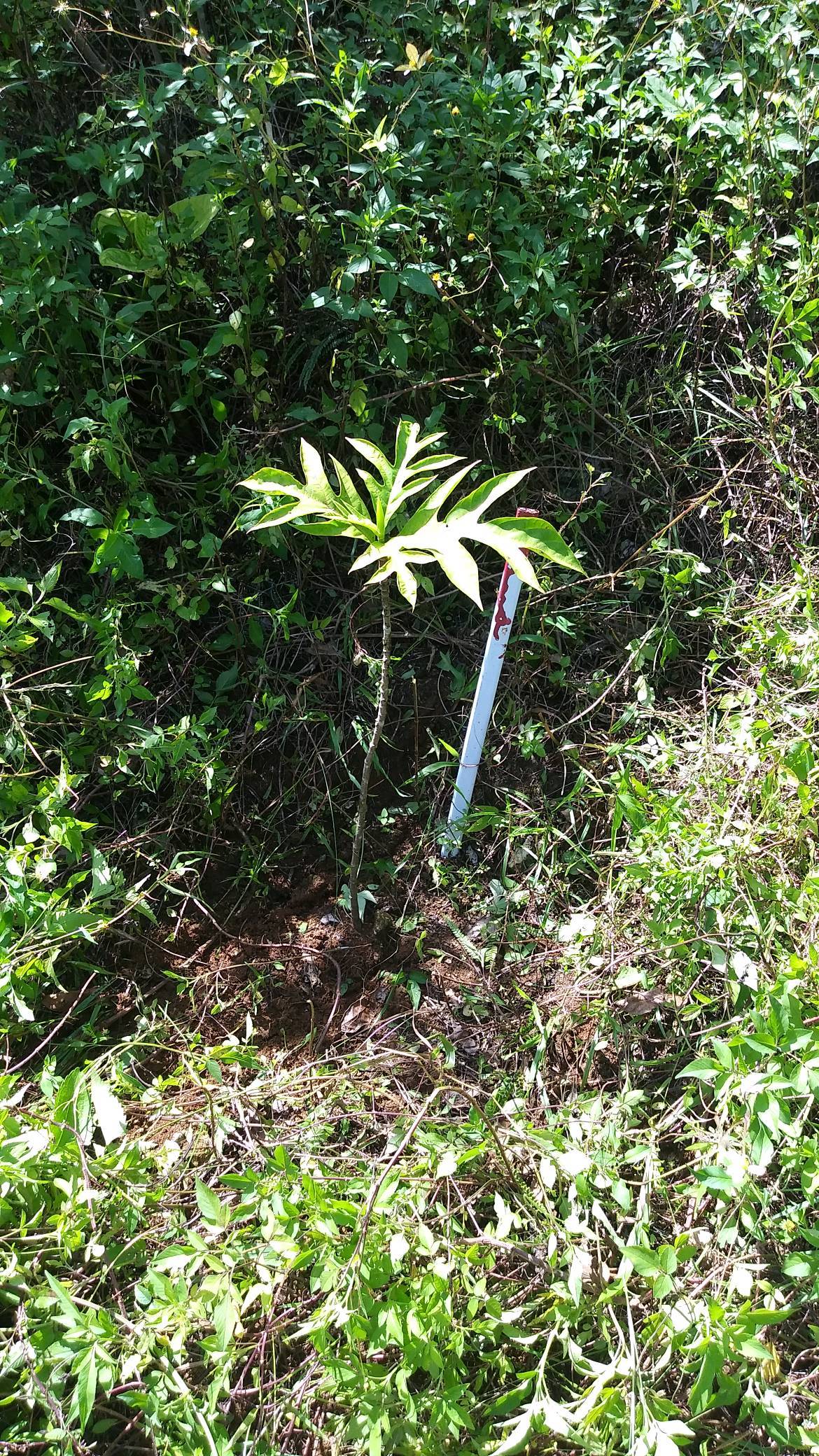 tree