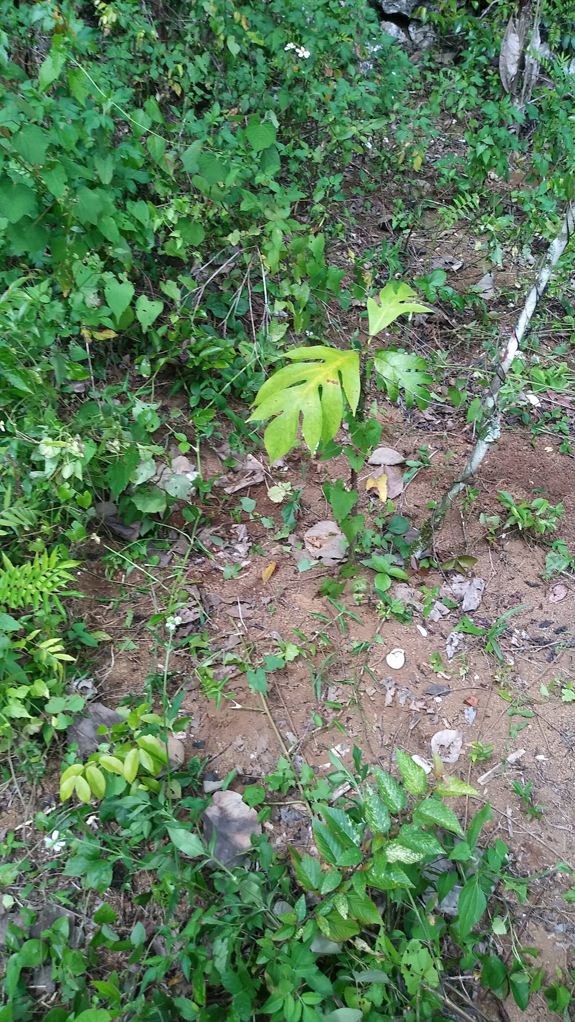 tree