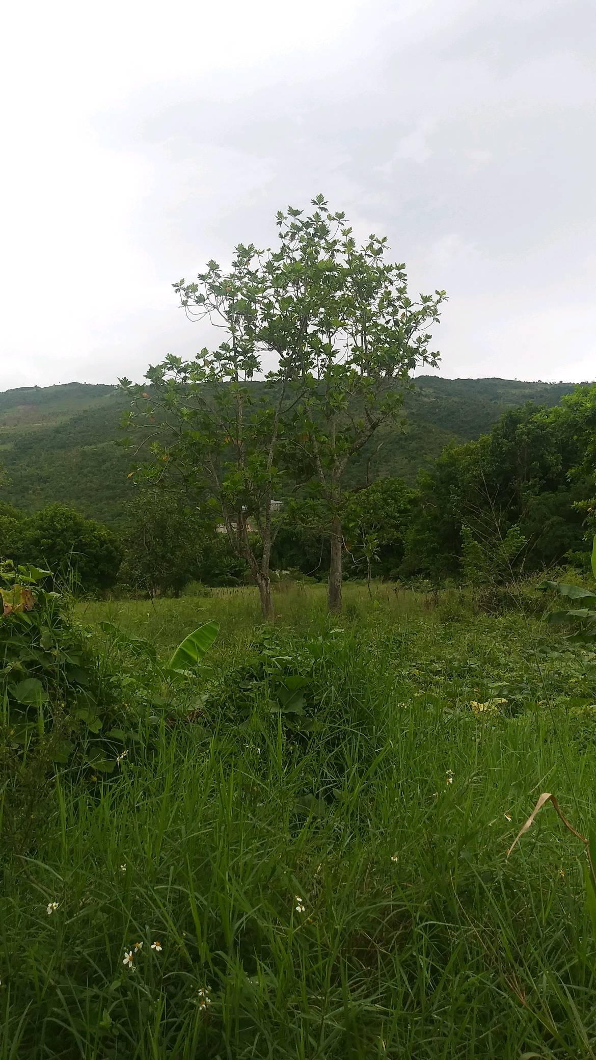 tree