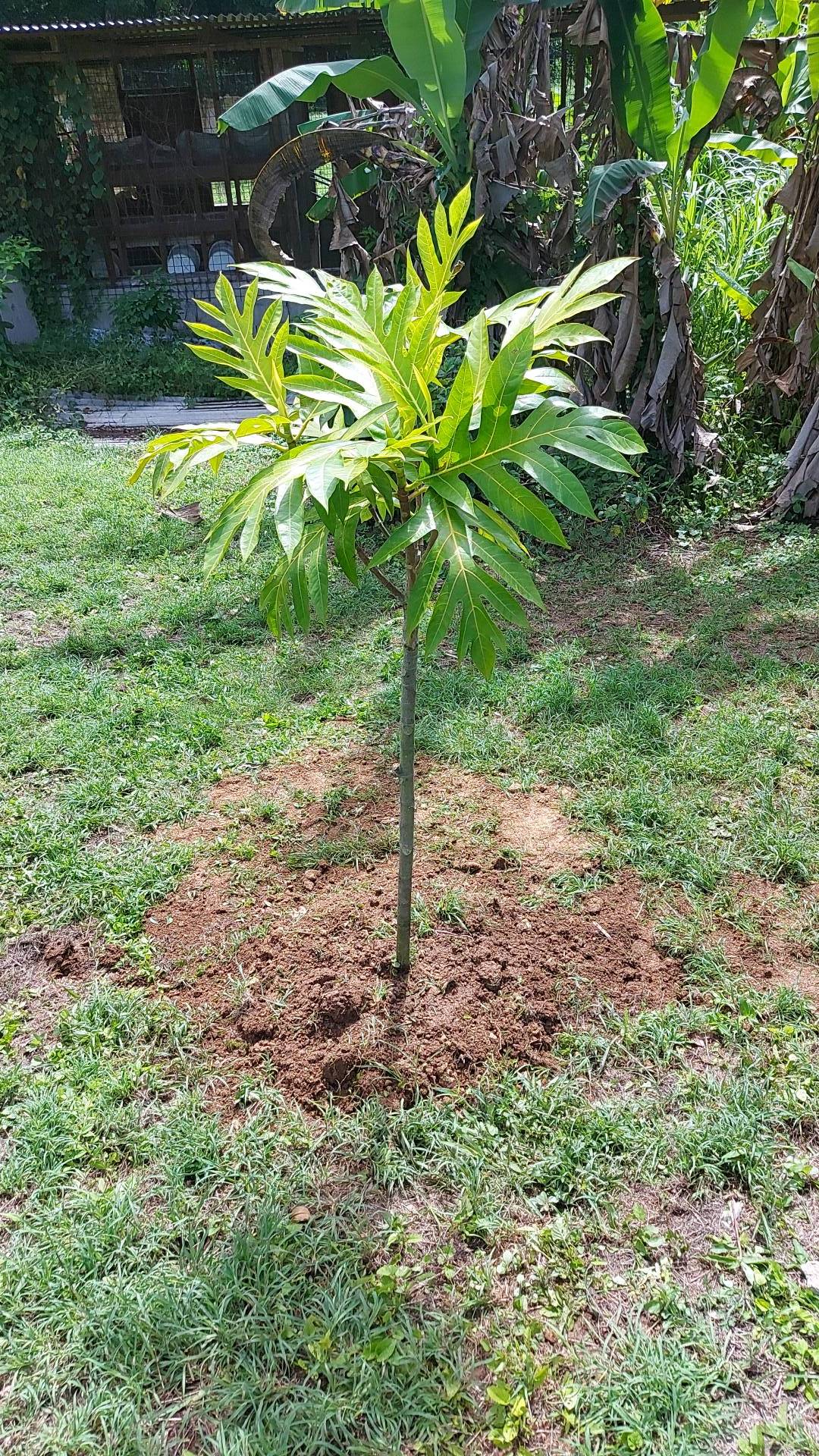 tree