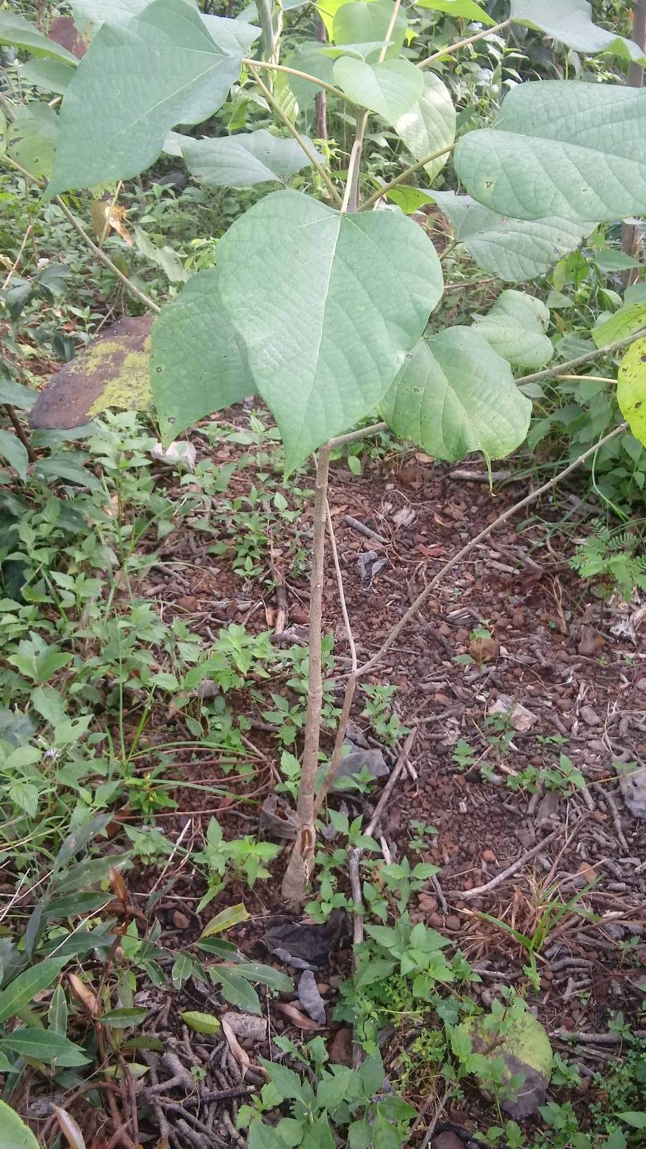 tree
