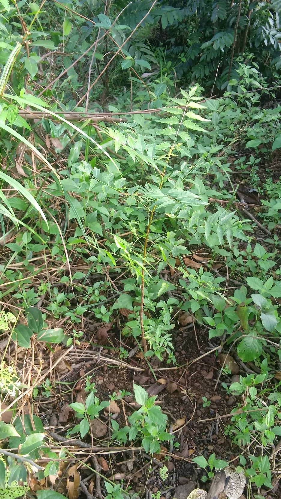 tree
