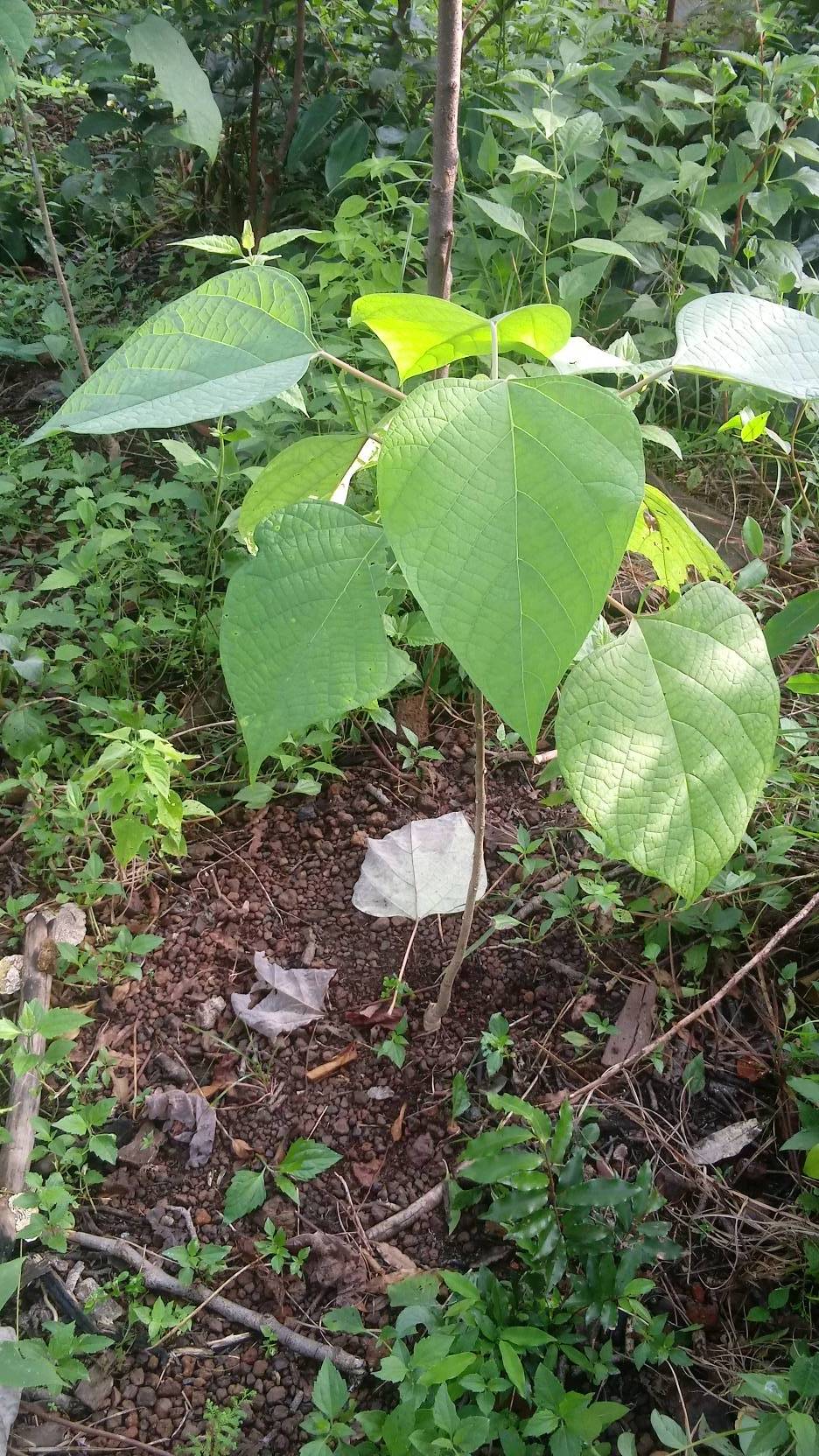 tree