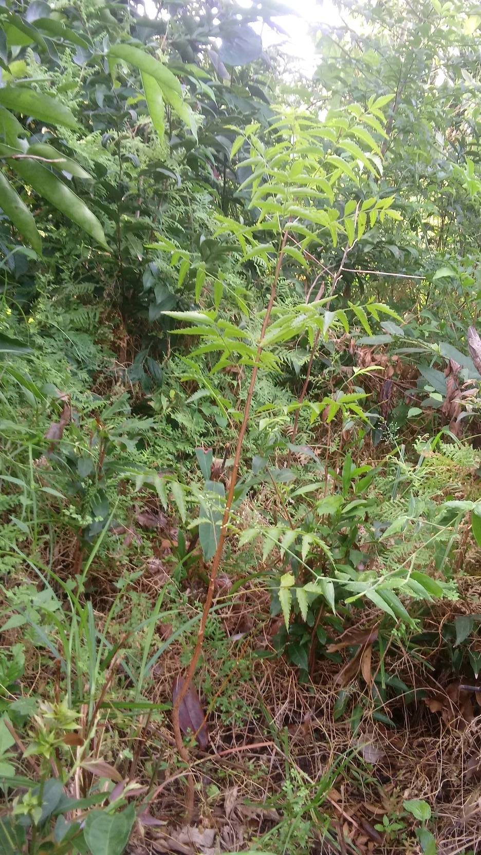 tree