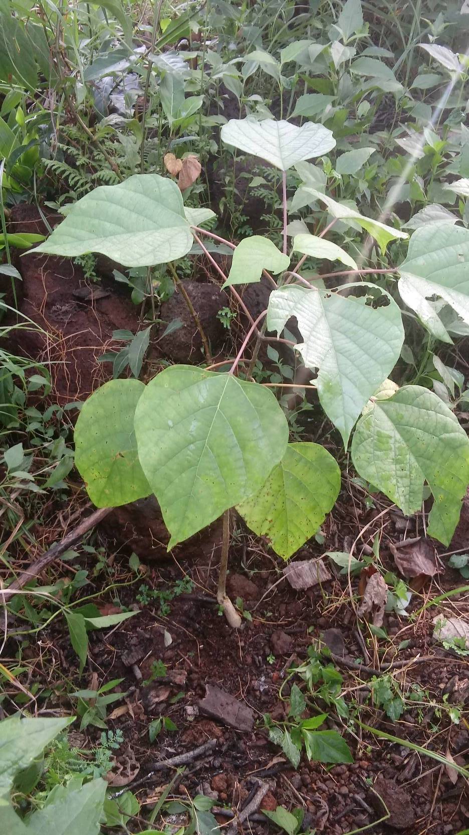 tree