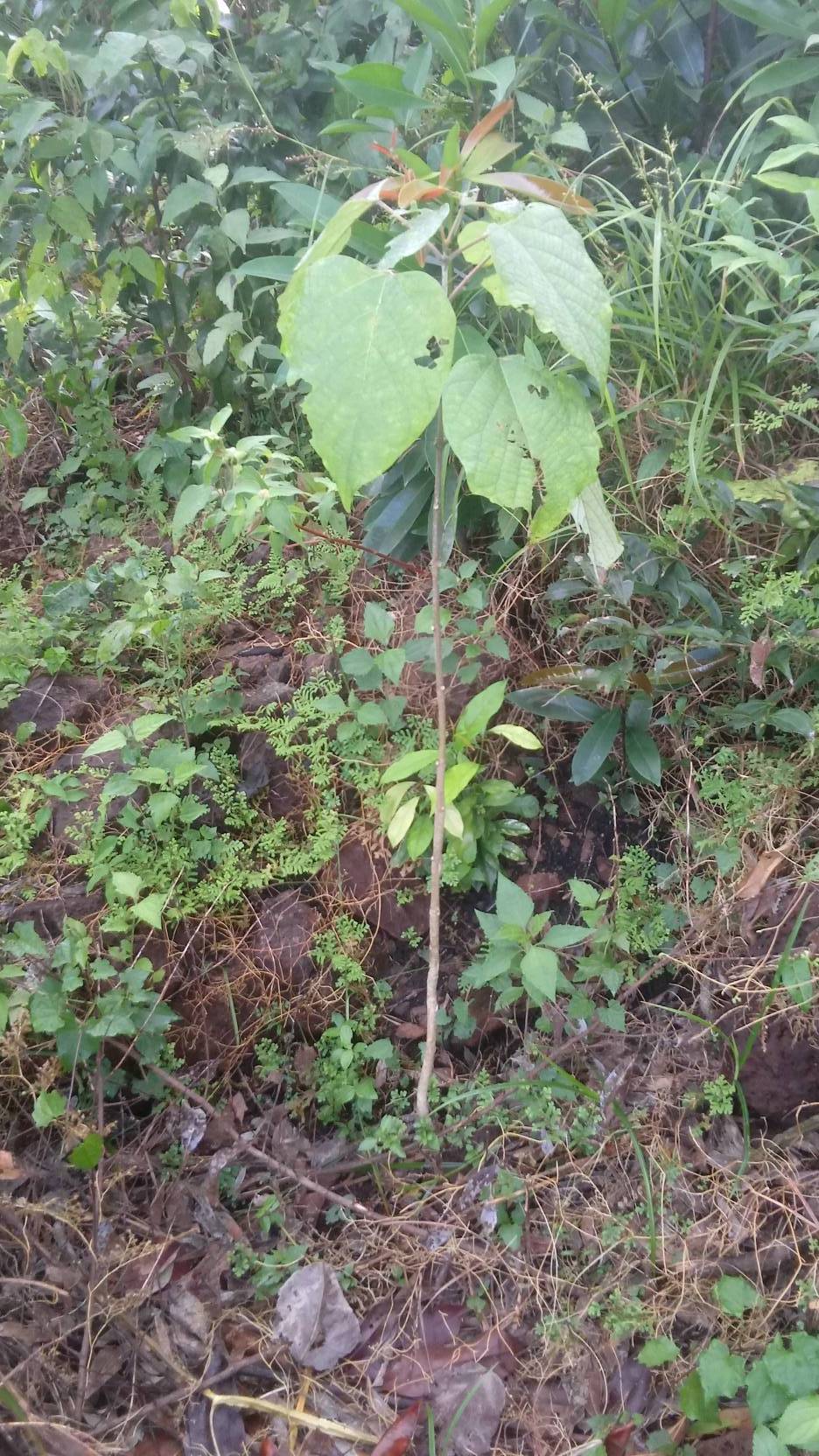 tree