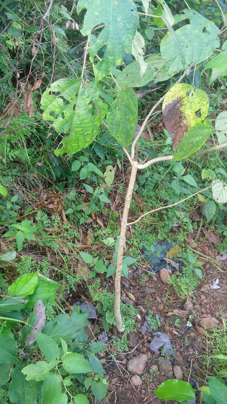 tree