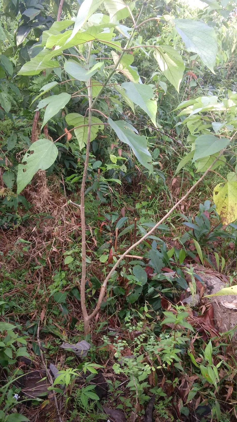 tree