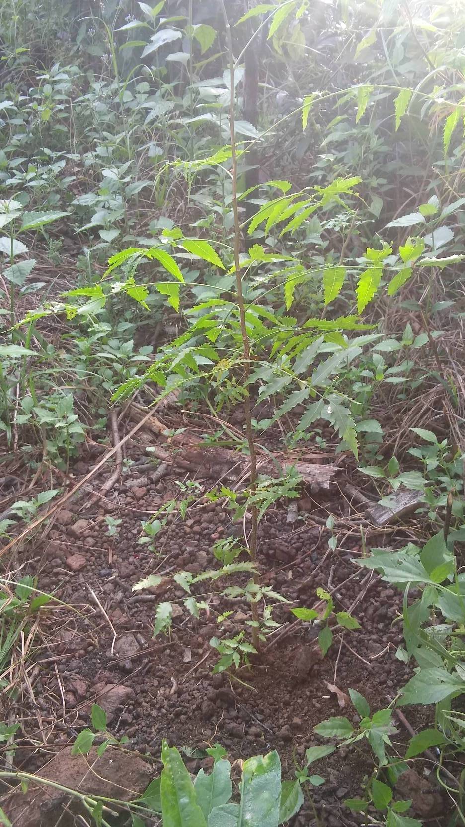 tree