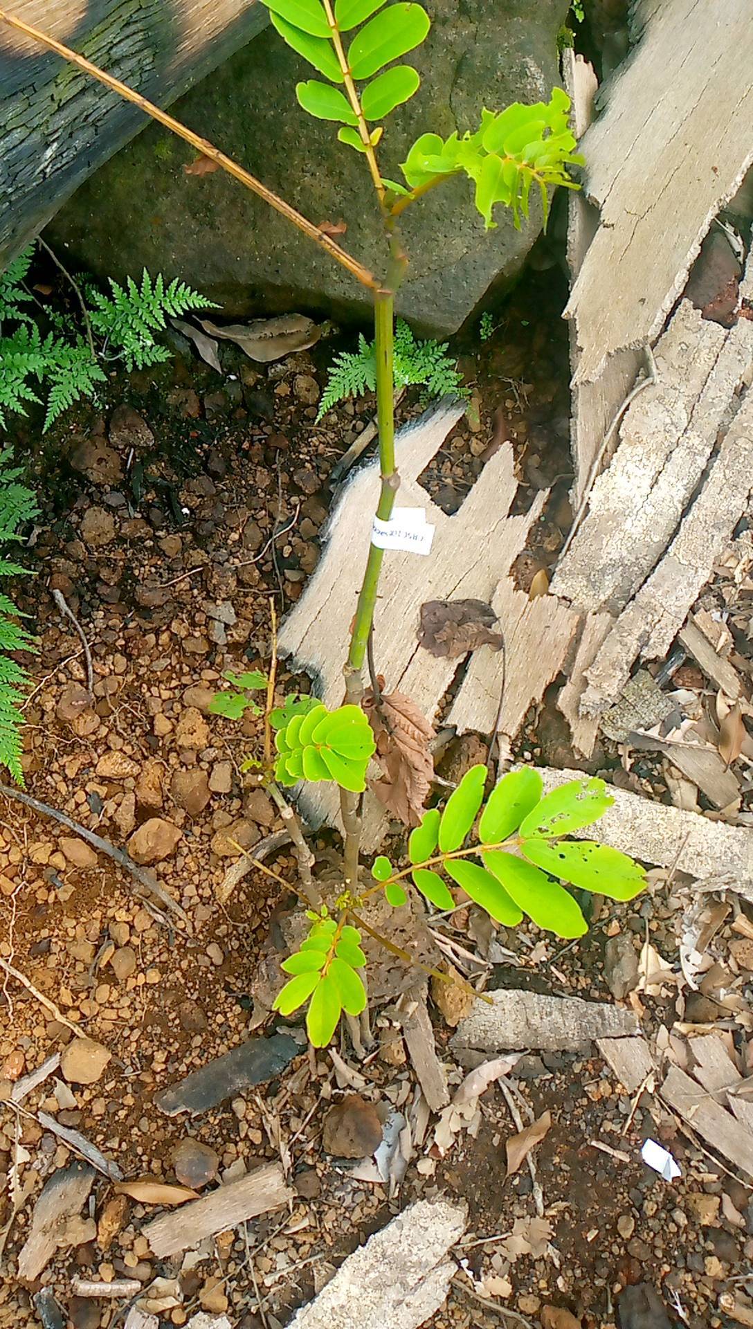 tree